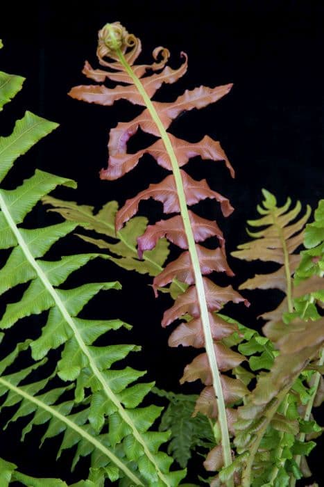 dwarf Brazilian tree fern [Eruption]