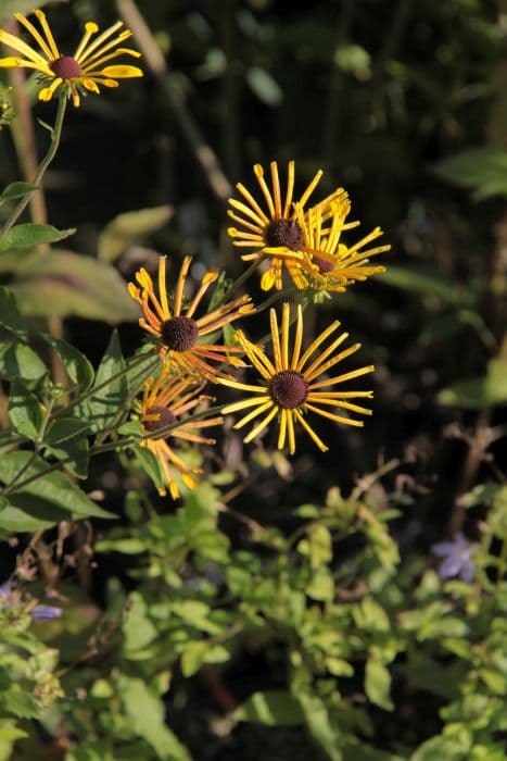 coneflower 'Henry Eilers'