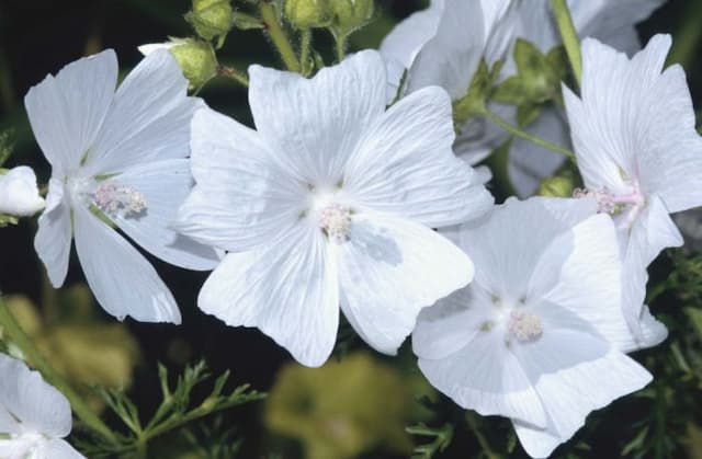 White musk mallow