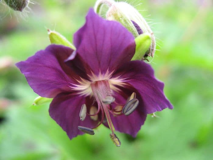 Munich cranesbill