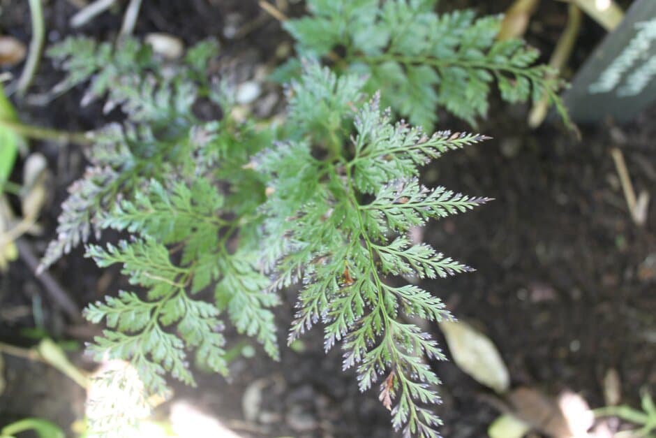 claw fern