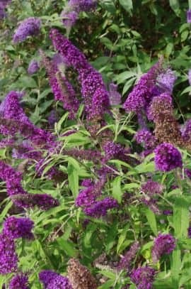 Butterfly Bush