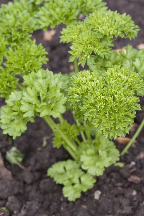 parsley 'Moss Curled'