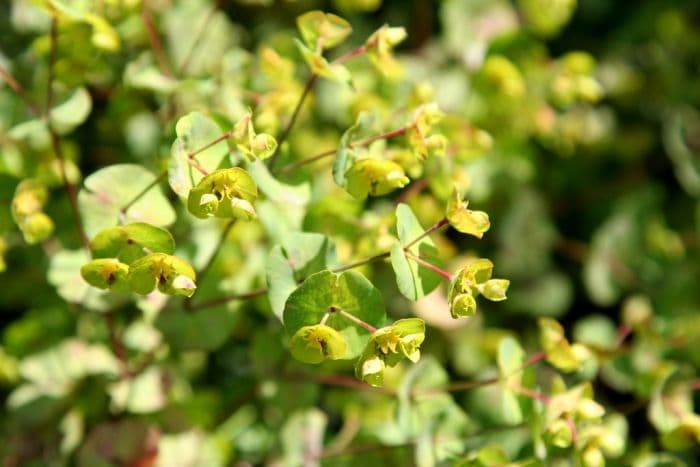 spurge 'Efanthia'