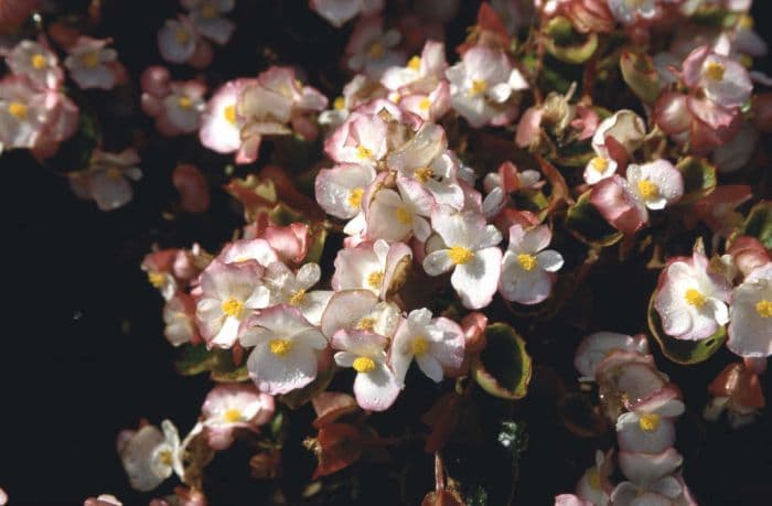 begonia 'Olympia Starlet'