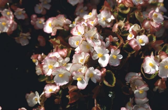 Begonia 'Olympia Starlet'