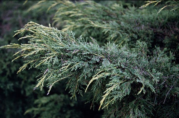 juniper 'Pfitzeriana Aurea'