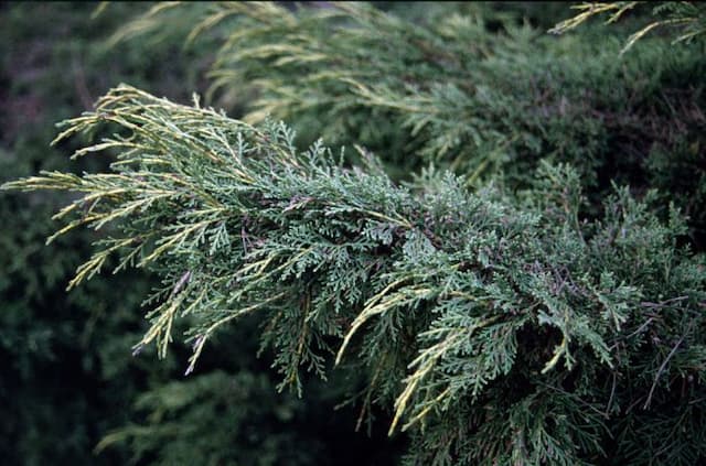 Juniper 'Pfitzeriana Aurea'