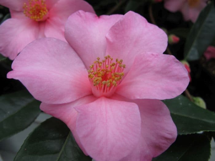 camellia 'Crimson Candles'