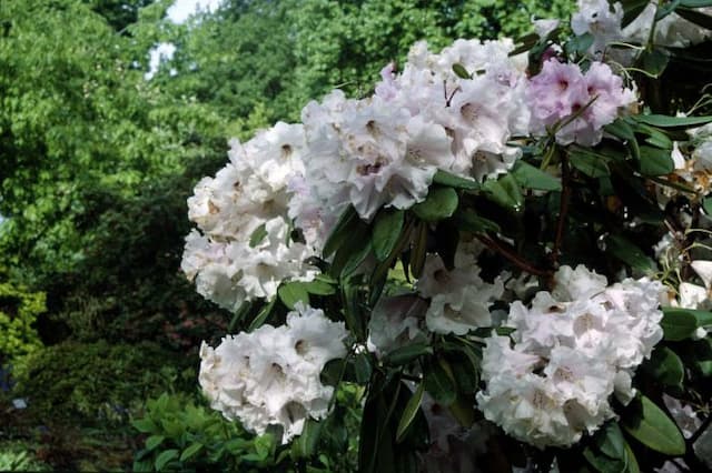 Rhododendron 'The Master'