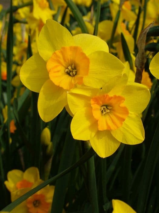 daffodil 'Andrew's Choice'