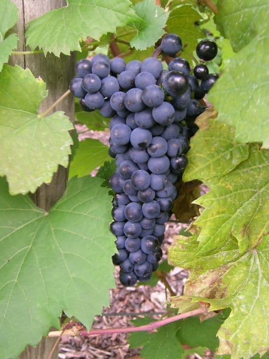 Grape 'Léon Millot'