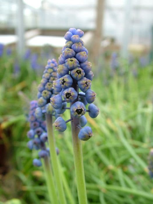 grape hyacinth 'Saffier'