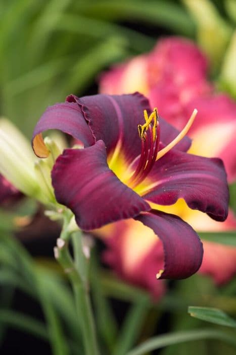 daylily 'Dancing in the Rain'