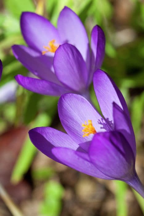 autumn crocus