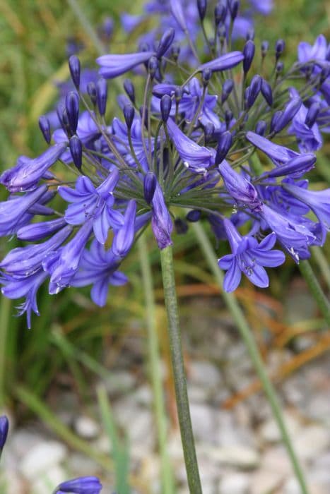 African lily 'Buckingham Palace'