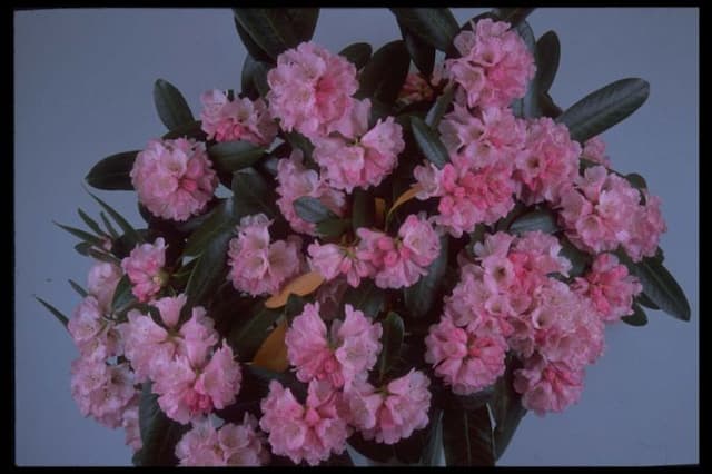 Cinnamon-coloured rhododendron