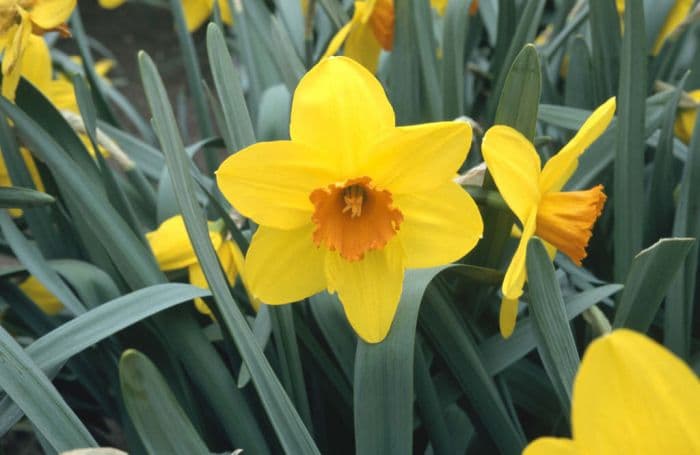 daffodil 'Highfire'