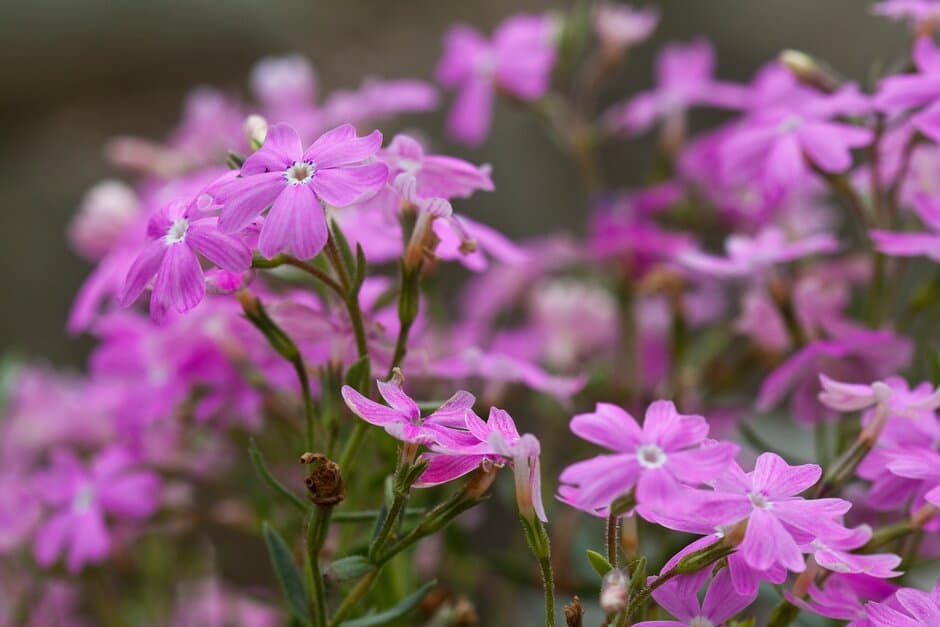 longleaf phlox