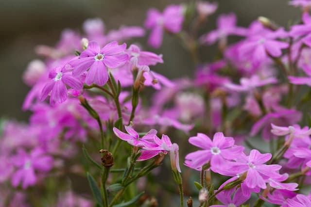 Longleaf phlox