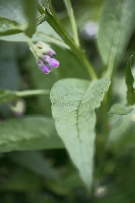 blue-flowered common comfrey