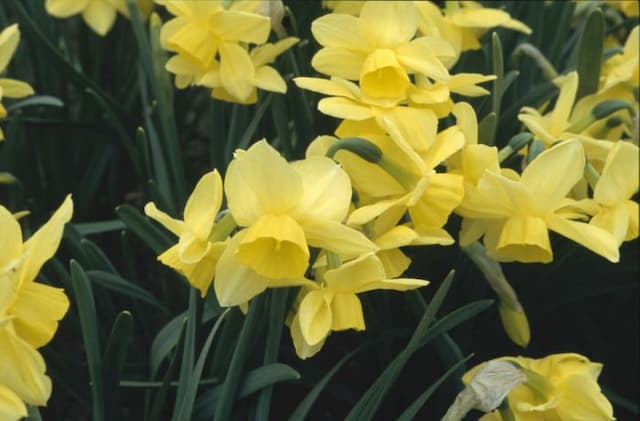 Daffodil 'Stint'
