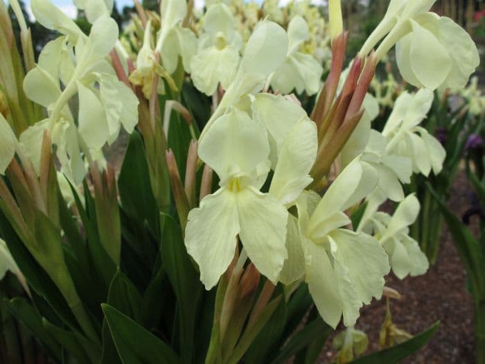 Hume roscoea 'Harvington Raw Silk'