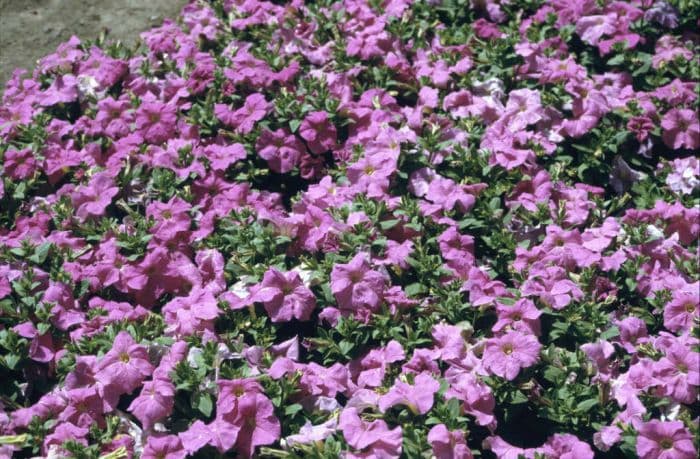 petunia 'Storm Lavender'