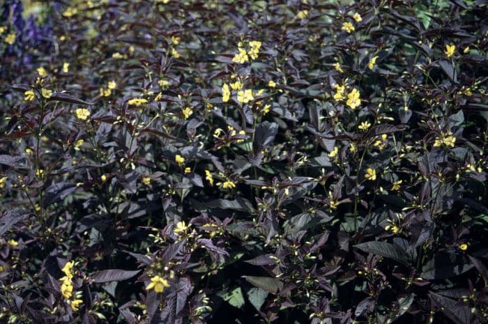 loosestrife 'Firecracker'