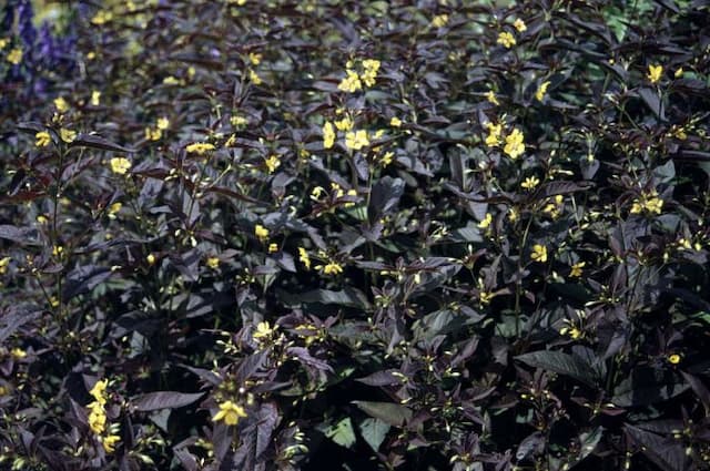 Loosestrife 'Firecracker'