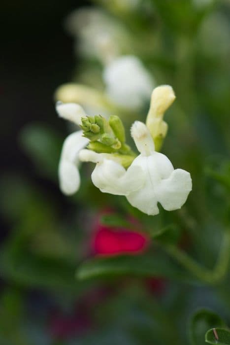 sage 'Clotted Cream'