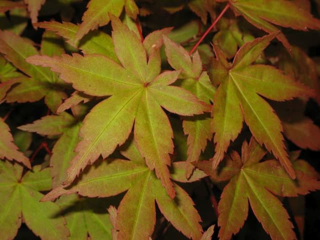 Japanese maple 'Beni-maiko'