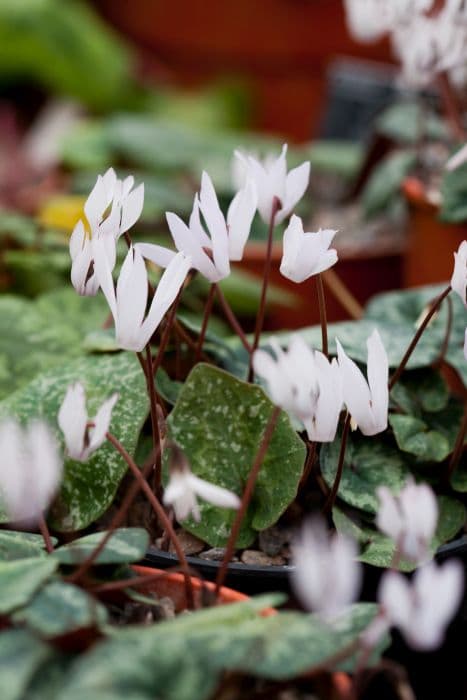 Balearic cyclamen