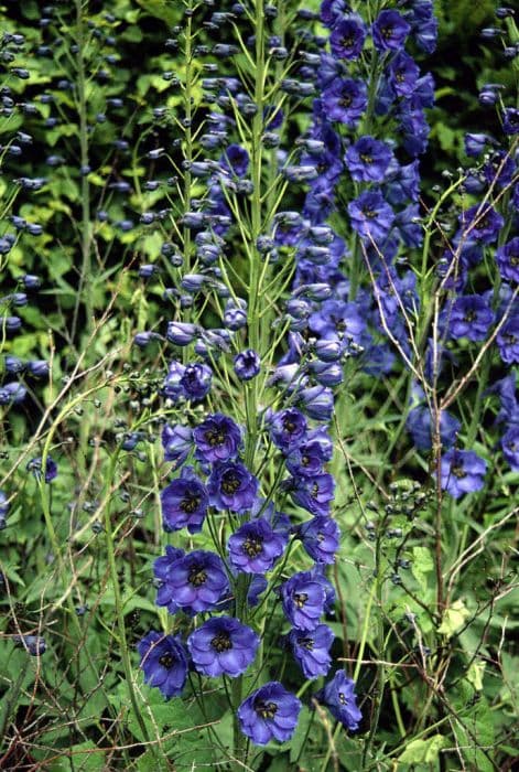 delphinium 'Fenella'