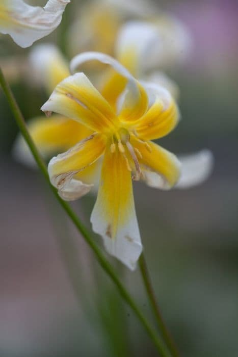 St. Helena fawn lily