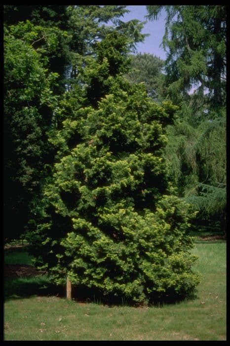 Hinoki cypress 'Nana Aurea'