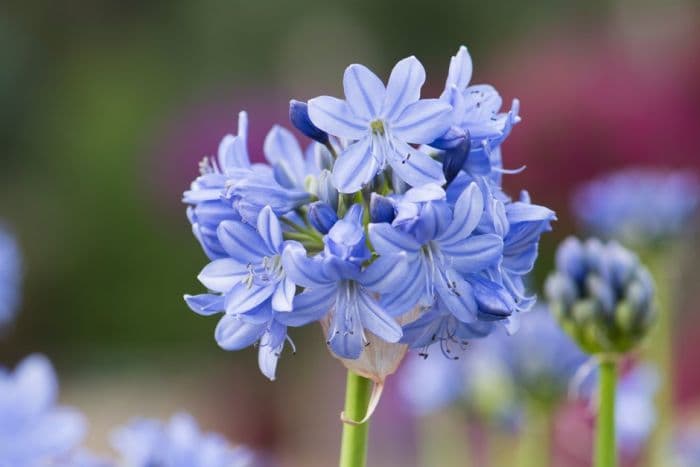 spreading bell agapanthus