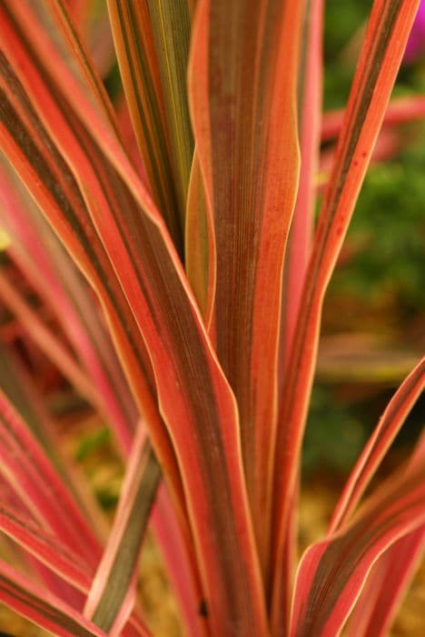 cabbage palm 'Southern Splendour'