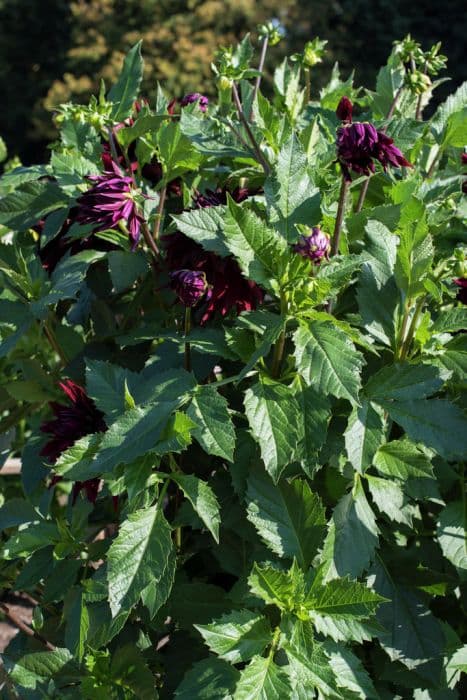 dahlia 'Black Monarch'