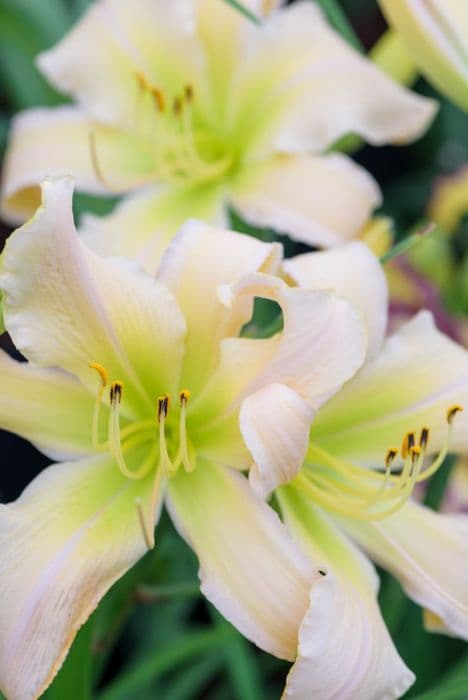 daylily 'Tuxedo Junction'