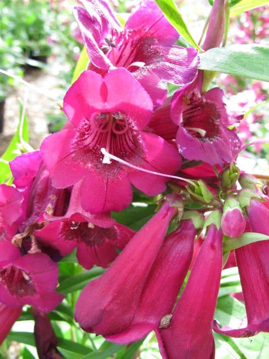 penstemon 'Purple Bedder'