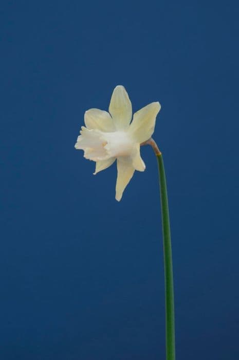 daffodil 'Ice Baby'