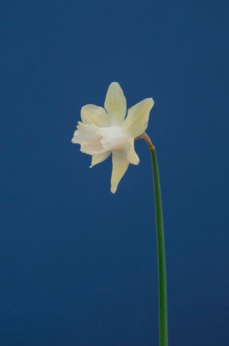 Daffodil 'Ice Baby'
