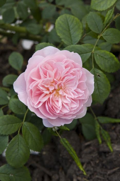 rose [Wisley 2008]