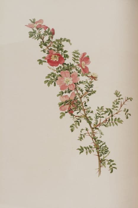 Willmott's rose