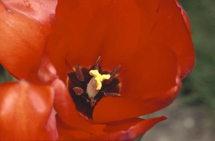 tulip 'Hollands Glorie'