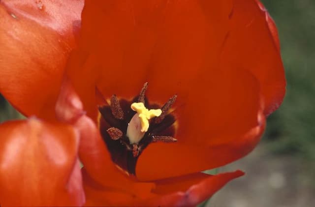 Tulip 'Hollands Glorie'