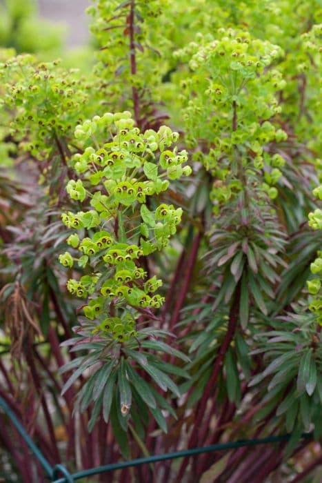 Martin's spurge 'Walberton's Red Flush'