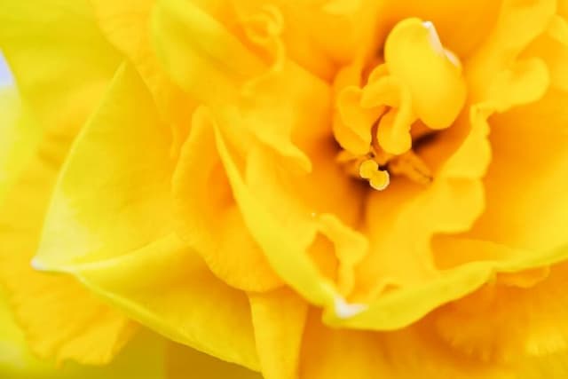 Daffodil 'Madam Speaker'