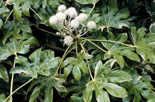 Japanese aralia 'Variegata'